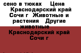 сено в тюках  › Цена ­ 250 - Краснодарский край, Сочи г. Животные и растения » Другие животные   . Краснодарский край,Сочи г.